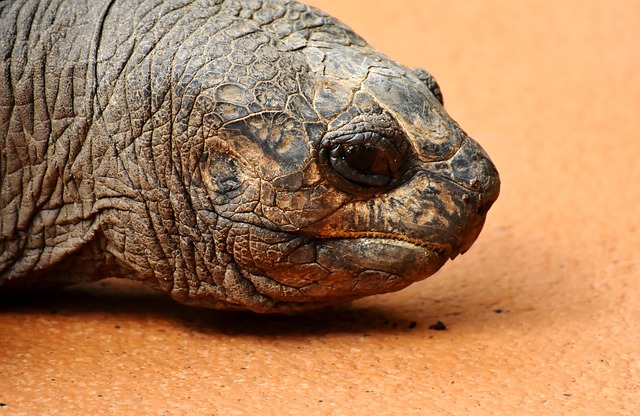 raisons de longévité de tortues : protection contre les rayons ultraviolets